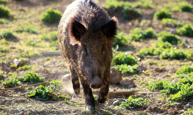 Veprovina – jelovnici koji čuvaju gurmansku tradiciju