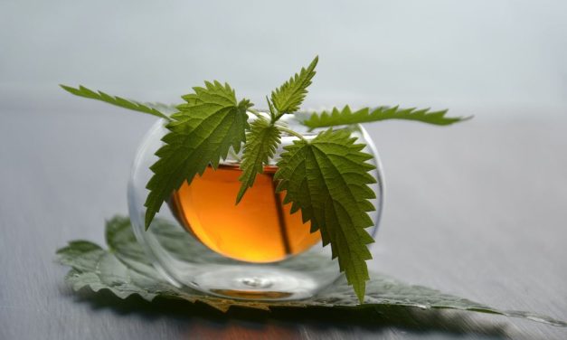 Kopriva – proljetni okusi sa stavom održive gastronomije