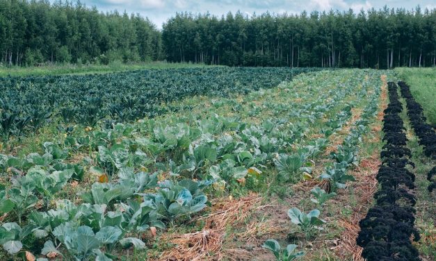 Raštika: Svestrana lisnata ukusnica zimskih mjeseci