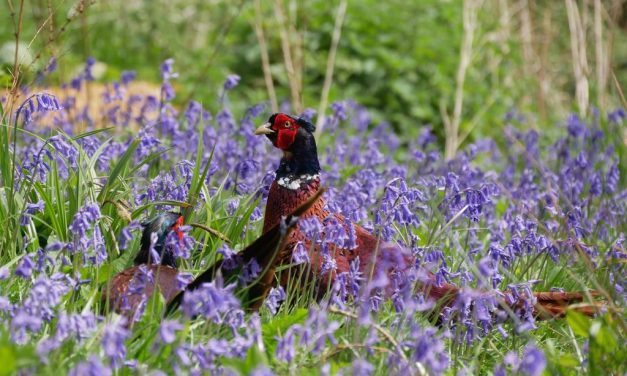 Pernata divljač – guske, patke, fazani i prepelice