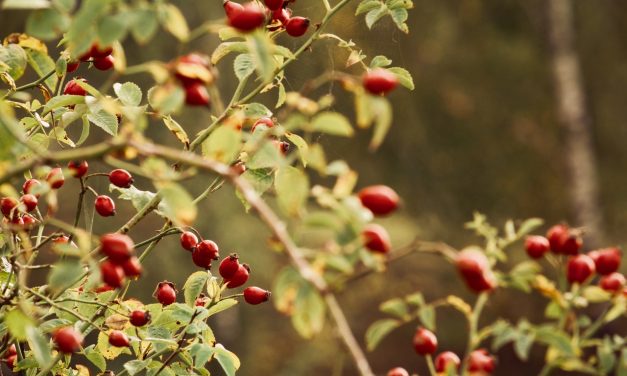 Šumsko voće – čarolija koja osvaja osjetila