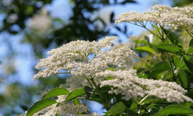 Pohana bazga – popularna gastro delicija