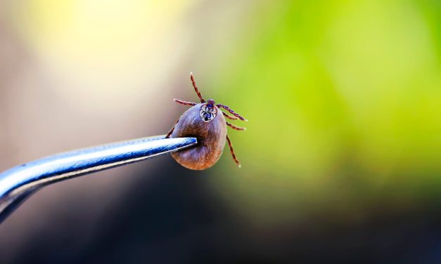 Jeleni sire lajmske krpele u dvorištima predgrađa