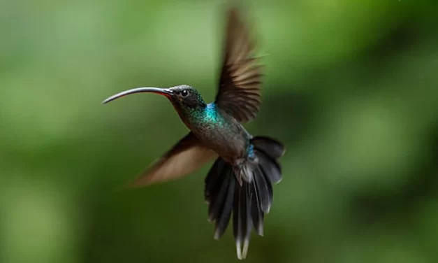 Prvi pokretač Azije: Bitcoin se kreće oko 19 hiljada dolara;  Slučaj SEC-a protiv kripto promotera Iana Baline suočava se sa jednim planinskim vozom