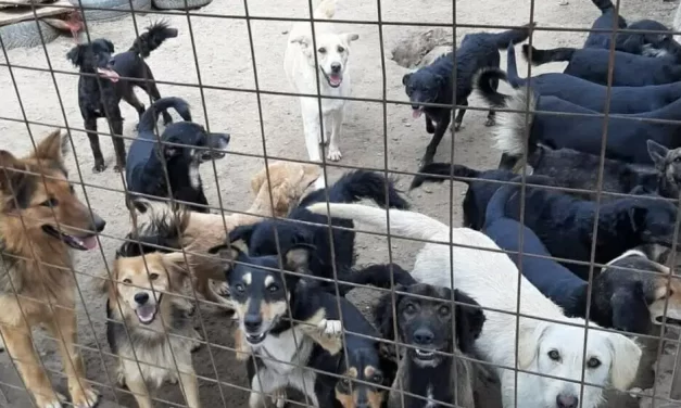 Brutalno mučenje pasa u Subotici: Iz udruženja za zaštitu životinja upozoravaju da bolje žive životinje na ulici od onih vlasničkih