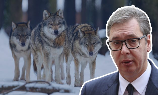 „Poruka ‘čopora’ kreirana u jazbini alfa mužjaka“: Čemu služi kampanja podrške Vučiću sa fotografijama vukova?