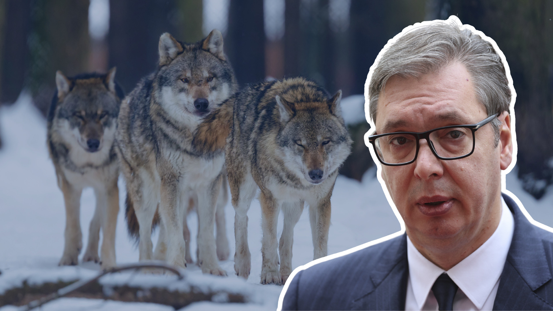 „Poruka ‘čopora’ kreirana u jazbini alfa mužjaka“: Čemu služi kampanja podrške Vučiću sa fotografijama vukova?