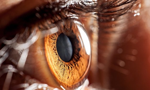 Možda ćemo konačno znati kako je naš vid evoluirao da svetlost pretvara u složen fotografski sistem