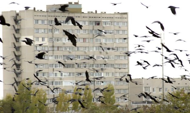 Crow attacks woman in central Belgrade, ambulance called