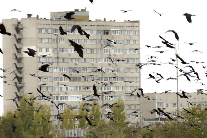 Crow attacks woman in central Belgrade, ambulance called