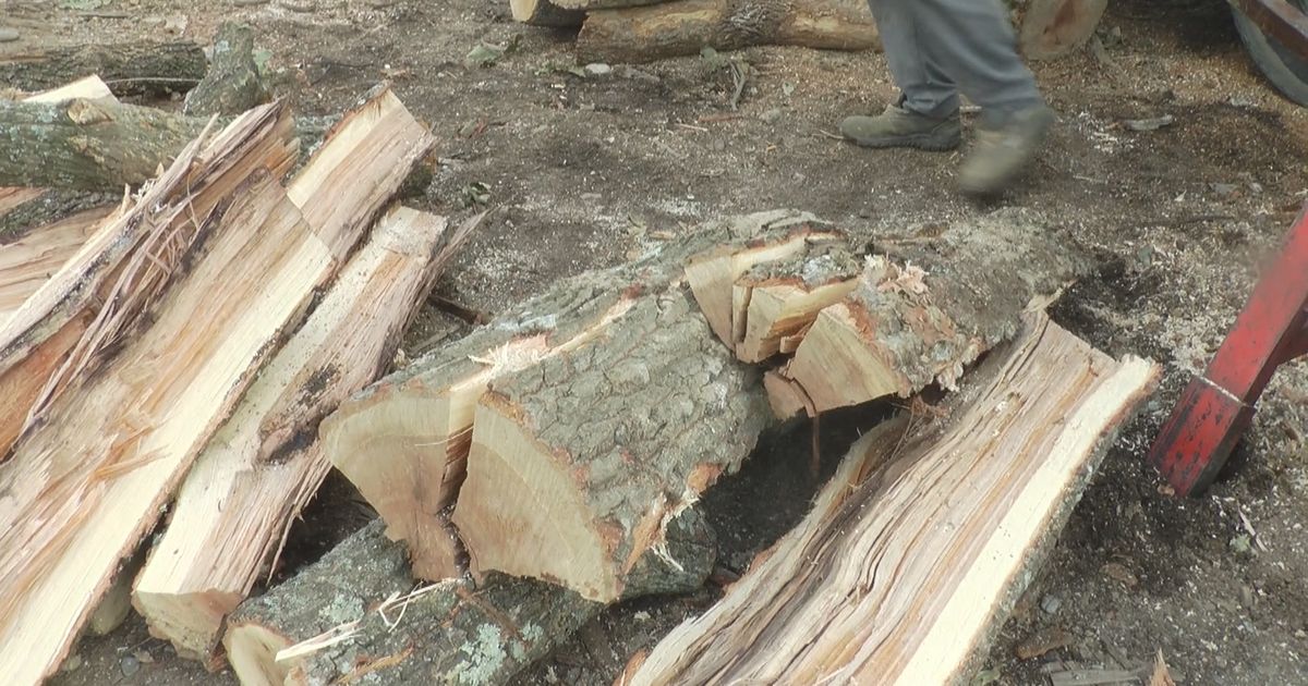 Šumokradice haraju šumama kod Berana: Otkriven lager od 20 bespravno posečenih trupaca smrče u jednom selu