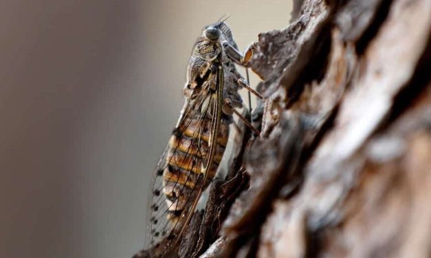 U Beogradu otvoren ‘hotel za insekte’