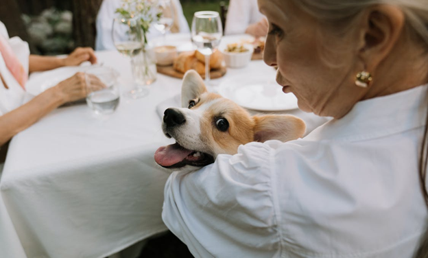 Prirodna ishrana inspirisana divljinom: Zašto je ishrana pasa toliko važna?