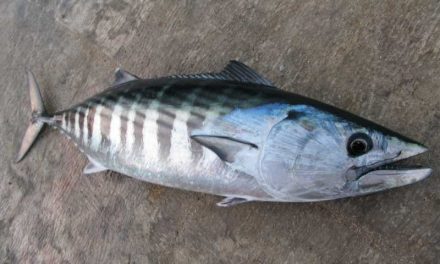 Palamida – plava riba dostojna raskošnih svečanosti