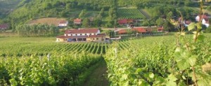 Slavonski vinogradi