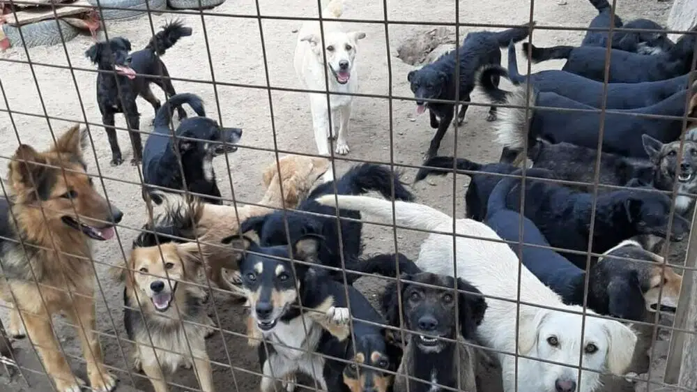 Brutalno mučenje pasa u Subotici: Iz udruženja za zaštitu životinja upozoravaju da bolje žive životinje na ulici od onih vlasničkih
