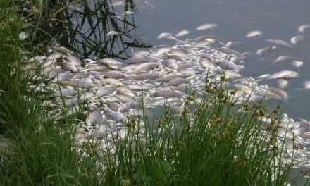 NVO Podrinjski antikorupcijski tim: U Drini već tri dana traje masovni pomor ribe