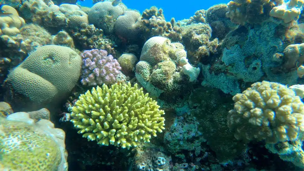 Zagađenje i Egipat: Super korali otporni na klimatske promene, ali ne i na otrovne materije