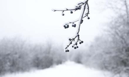 „Noćna mora uoči Božića“: Ledene kiše, sneg i vetar ostavili bez struje stotine hiljada ljudi u Kanadi
