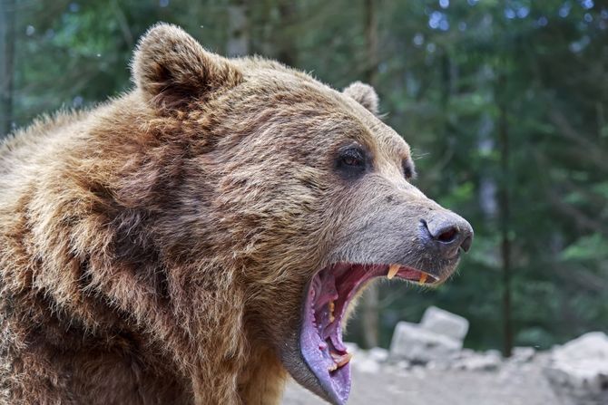 Medved napao čoveka dok je u svom dvorištu pio kafu i ubio ga: Žrtva vrištala, ali je pomoć stigla prekasno