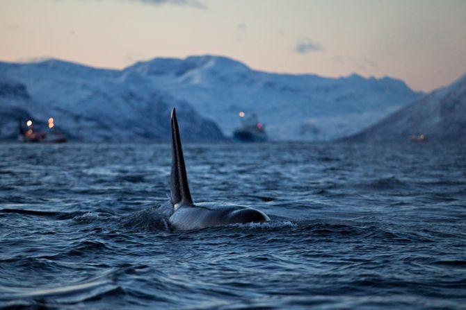 Novi napad kita ubice u drugom delu Evrope: Prestravljeni pecaroš pamti disanje zveri, udarcima ulubila jahtu