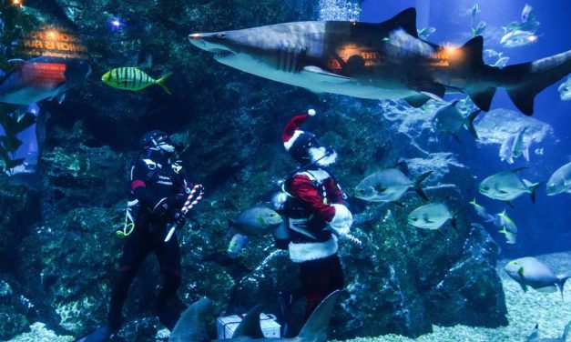 On stiže svuda i donosi radost svima, pa i ribama: Podvodni Deda Mraz hranio ajkule u akvarijumu u Bangkoku