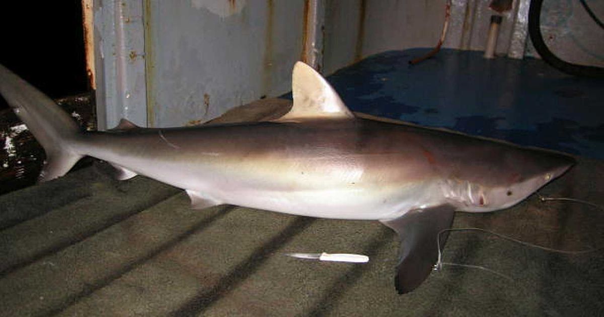 ajkuli-ponovo-izraslo-peraje-nakon-sto-je-odsecen-veliki-deo.jpg Ajkuli ponovo izraslo peraje nakon što je odsečen veliki deo