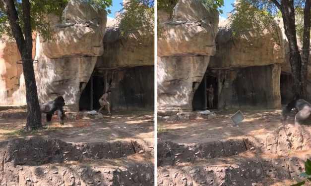 Jeziv snimak iz zoo-vrta: Čuvari ostali sami sa gorilom, onda je ona besno pojurila jednog