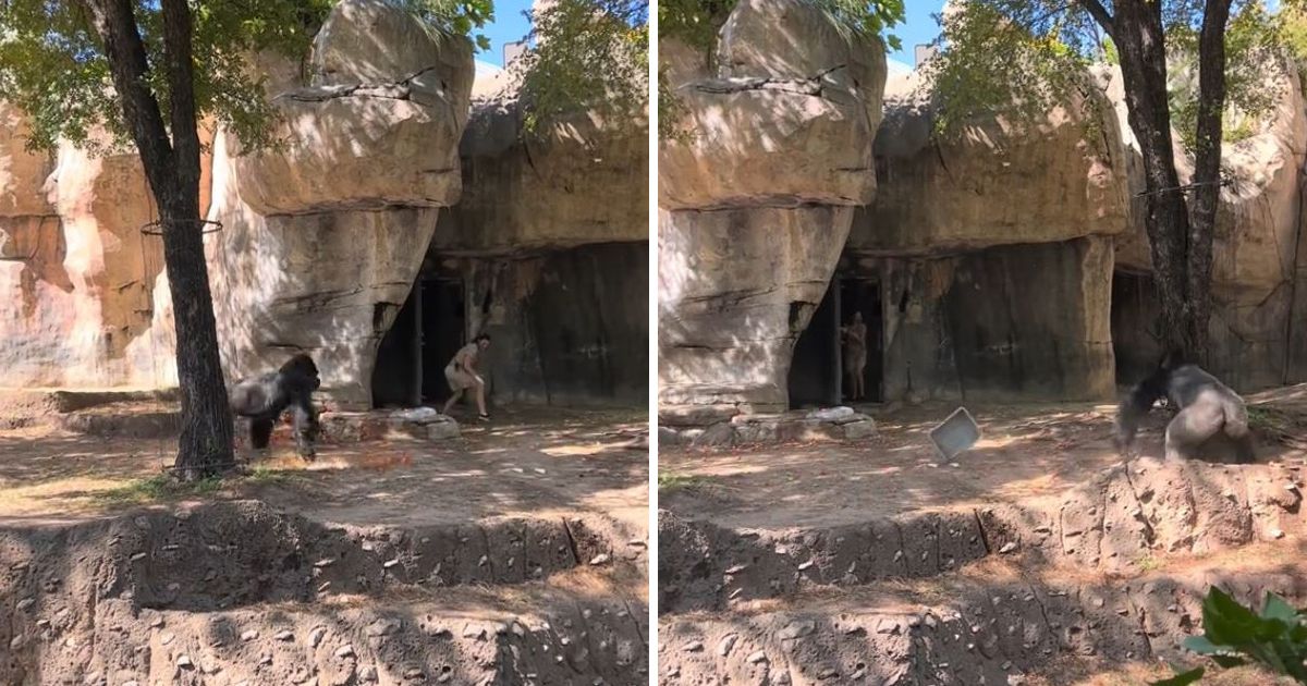 jeziv-snimak-iz-zoo-vrta-cuvari-ostali-sami-sa-gorilom-onda-je-ona-besno-pojurila-jednog.jpg Jeziv snimak iz zoo-vrta: Čuvari ostali sami sa gorilom, onda je ona besno pojurila jednog