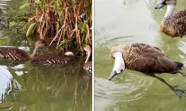 Patkice nisu mogle da probude prijatelja pa su zatražile pomoć prolaznice: Ovo je stvarno neverovatno
