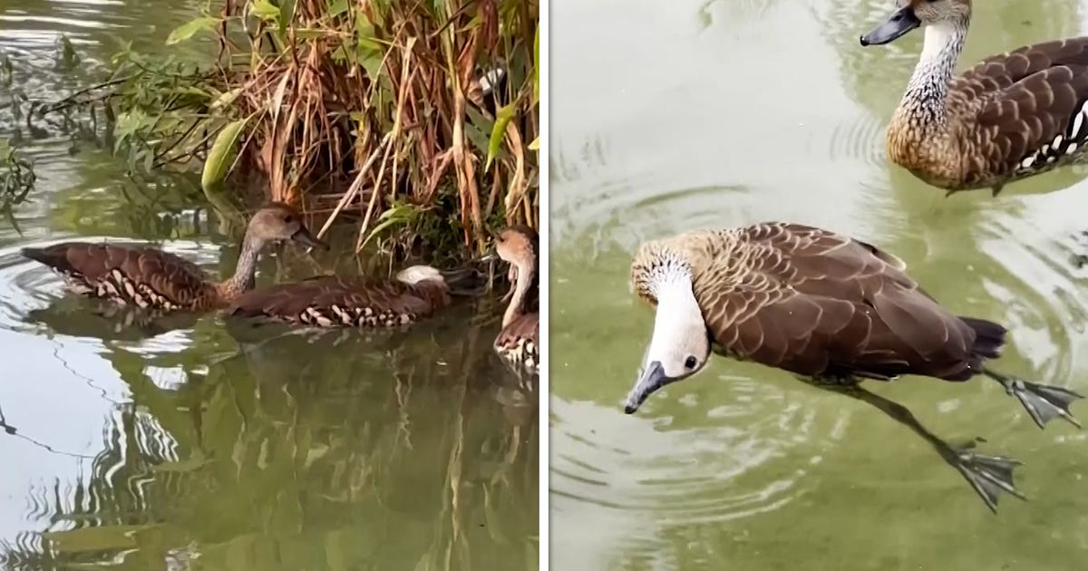 Patkice nisu mogle da probude prijatelja pa su zatražile pomoć prolaznice: Ovo je stvarno neverovatno