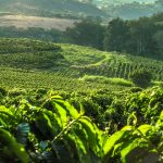 Naučnici otkrili praistorijsko poreklo kafe: Nastala pre 610.000 do milion godina u šumama Etiopije