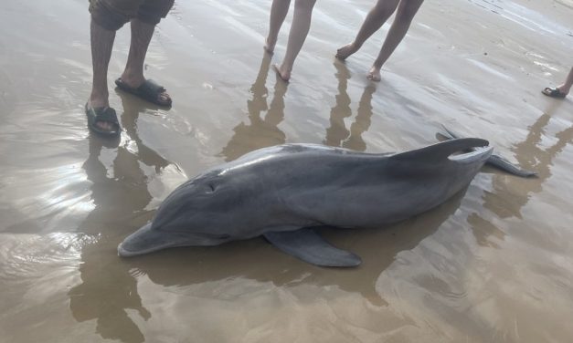Više od 200 crnomorskih delfina nasukalo se od početka ove godine na obale Krima: Samo 9 ih je preživelo