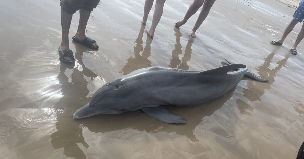 Više od 200 crnomorskih delfina nasukalo se od početka ove godine na obale Krima: Samo 9 ih je preživelo