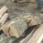 Šumokradice haraju šumama kod Berana: Otkriven lager od 20 bespravno posečenih trupaca smrče u jednom selu